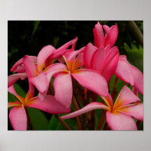 Plumeria - Ace's High Posters