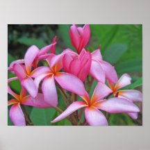 Plumeria - Aces High Posters