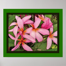 Plumeria - Aces High Print
