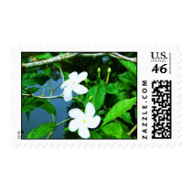 Plumeria after rain postage stamps