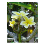 Plumeria Blossoms Postcards