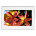 Plumeria cards by rumbaba Plumeria cards