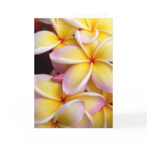 Plumeria cards