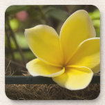 Plumeria Drink Coasters Set cork coasters
