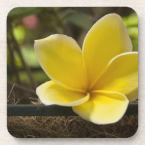 Plumeria Drink Coasters Set