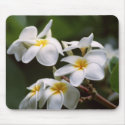 Plumeria Flower mousepads by eunicorn Plumeria Flower mousepads