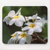 Plumeria Flower mousepads