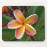 Plumeria Flower Oahu Hawaii mousepads