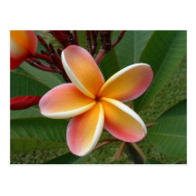Plumeria flower - Oahu, Hawaii Post Card