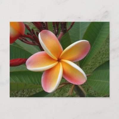 Plumeria flower Oahu Hawaii Post Card by FourMutts