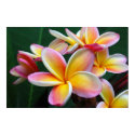 Plumeria Flower on Canvas! posters by carolinapurl Plumeria Flower on Canvas! posters