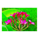 Plumeria Flowers posters by BettyCruz Plumeria Flowers posters