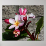 Plumeria Flowers Print