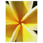 Plumeria flyers