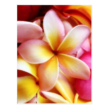 Plumeria Frangipani Hawaii Flower Customized Blank Post Cards