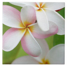 Plumeria Frangipani Hawaii Flower Customized Blank Ceramic Tile