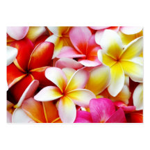 Plumeria Frangipani Hawaii Flower Customized Business Cards
