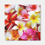 Plumeria Frangipani Hawaii Flower Customized Magnets