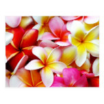 Plumeria Frangipani Hawaii Flower Customized Post Cards