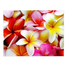 Plumeria Frangipani Hawaii Flower Customized Post Cards