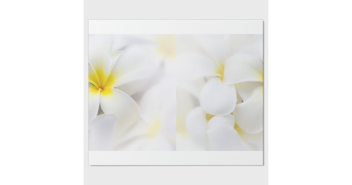 plumeria frangipani hawaii flower flowers template plumeria paper flower