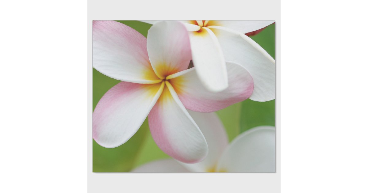 plumeria frangipani hawaii flower hawaiian flowers plumeria paper flower