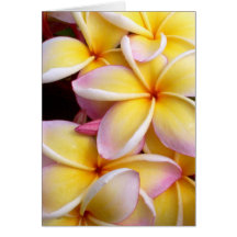 Plumeria Greeting Card
