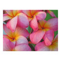Plumeria - Hanna Pink Glow posters by TrevorStar Plumeria - Hanna Pink Glow posters