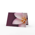 Plumeria in pink card