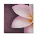 Plumeria in pink magnet
