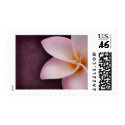 Plumeria in pink stamp