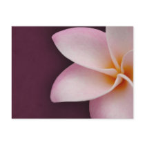 Plumeria in pink postcards by perfectpostage Plumeria in pink postcards