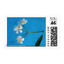 Plumeria in Pool Postage postage