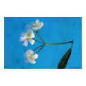 Plumeria in Pool Poster posters