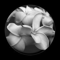 Plumeria magnet
