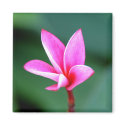 Plumeria Magnet
