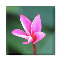 Plumeria Magnet
