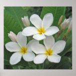 Plumeria - Moonlight Poster