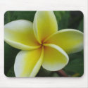 Plumeria Mousepad by dlgray Plumeria Mousepad