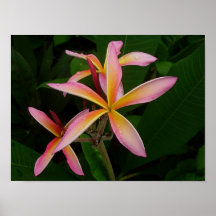 Plumeria - Mukundan Rainbow Starburst Posters