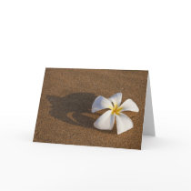 Plumeria on sandy beach, Maui, Hawaii, USA Greeting Cards