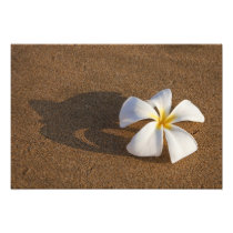 Plumeria on sandy beach, Maui, Hawaii, USA