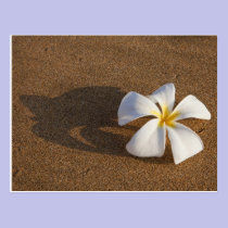 Plumeria on sandy beach, Maui, Hawaii, USA postcards