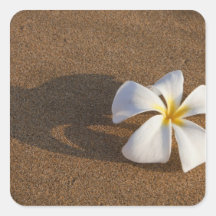 Plumeria on sandy beach, Maui, Hawaii, USA Sticker