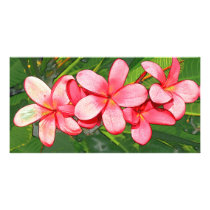 Plumeria photo cards by dinatemraz Plumeria photo cards