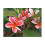 Plumeria Postcard