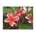 Plumeria Postcard by OrphieG Plumeria Postcard