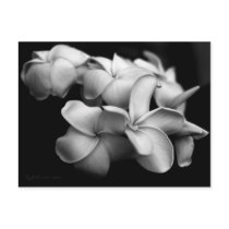 Plumeria postcard..