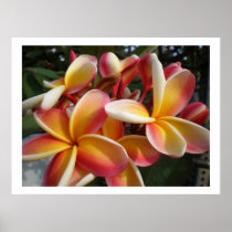 plumeria posters