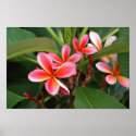 Plumeria Poster posters